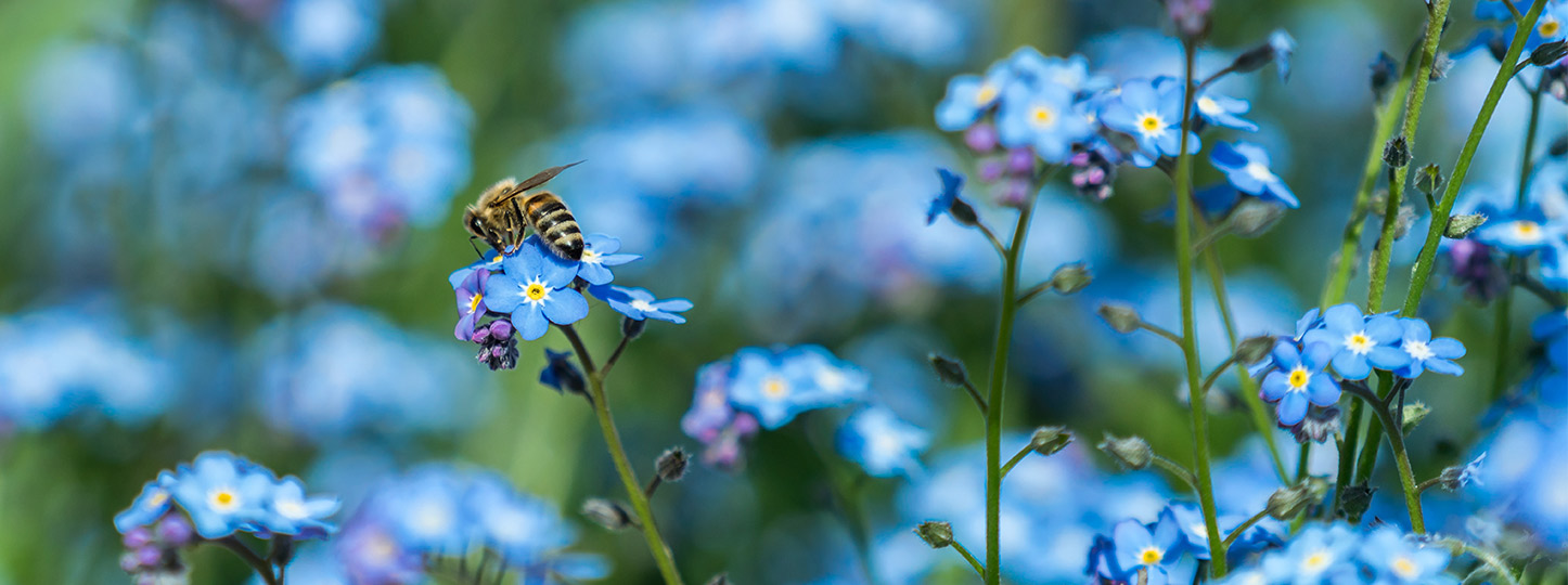 news_banner_blue-flowers-bees_1446x540px.jpg