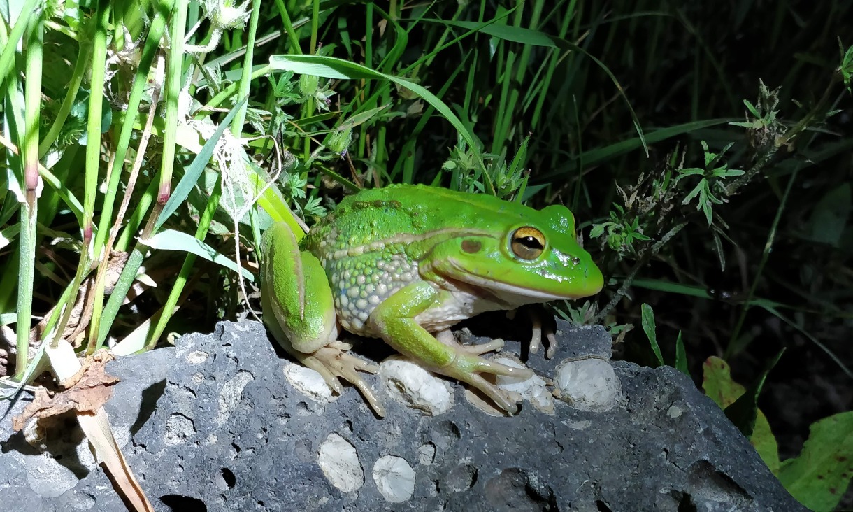 growling-grass-frog-1220_x_732.jpg