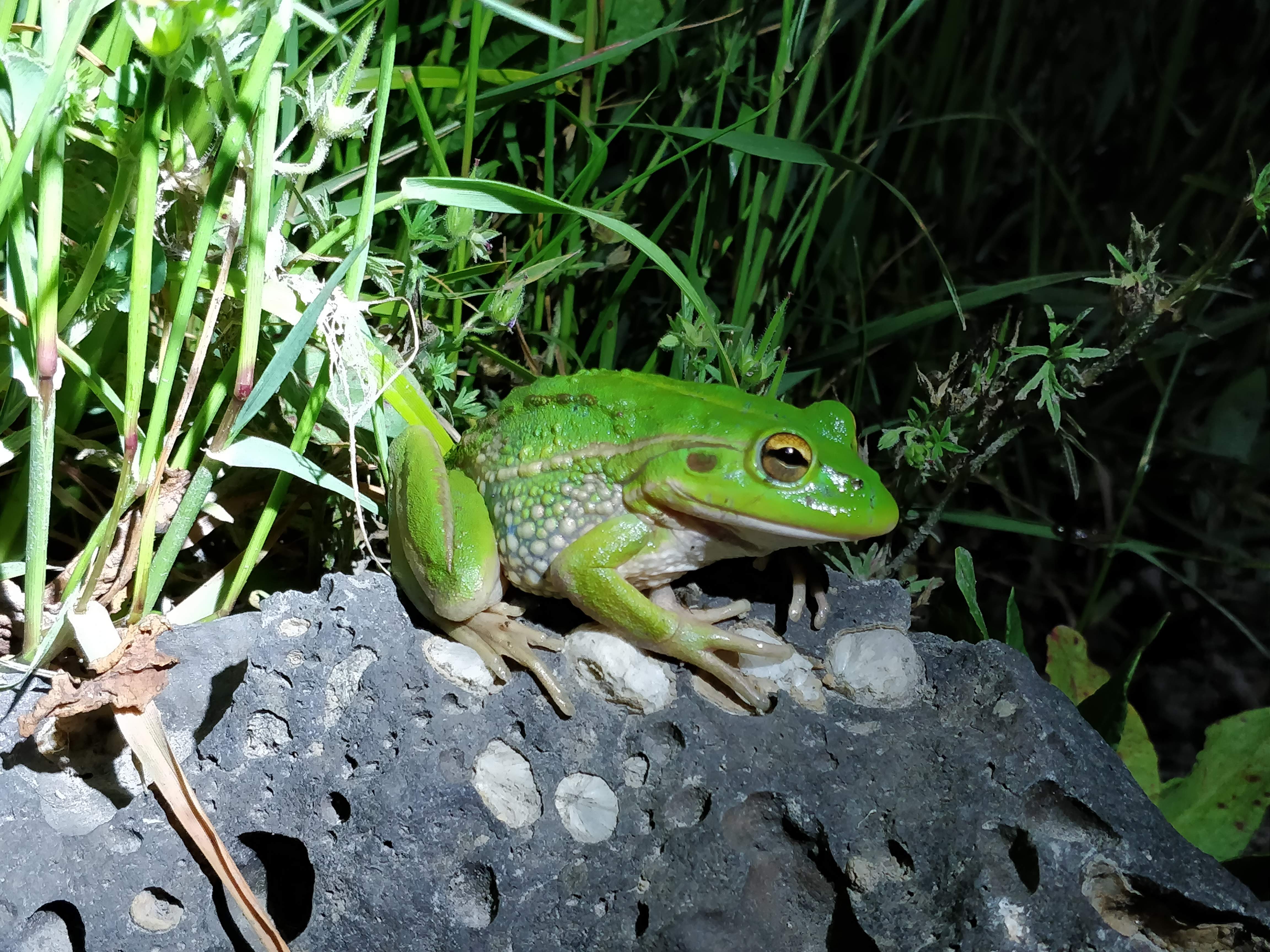 Good biodiversity sensitive urban design looks at enhancing the environment to encourage endangered species to thrive, like the Victorian growling grass frog. 