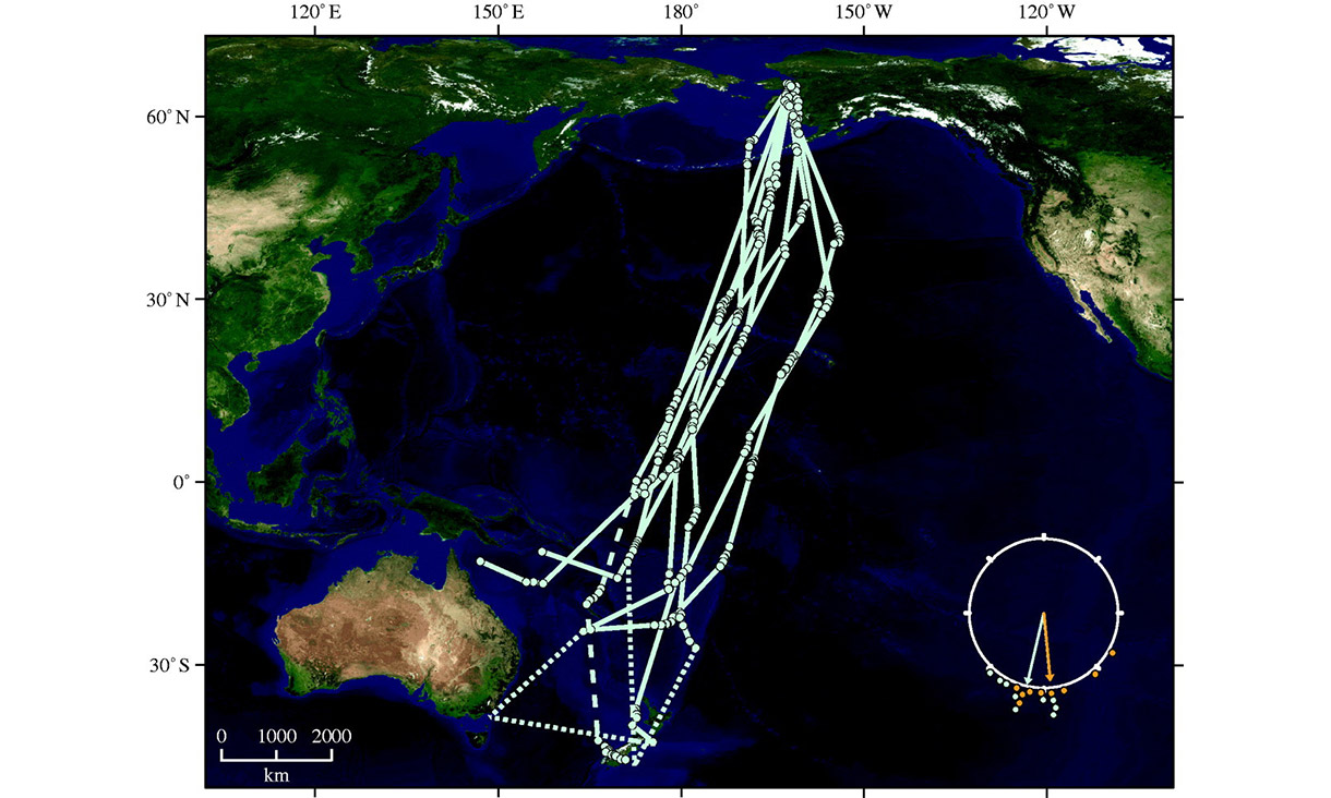 Southward flight tracks of nine bar-tailed godwit birds fitted with satellite transmitters.