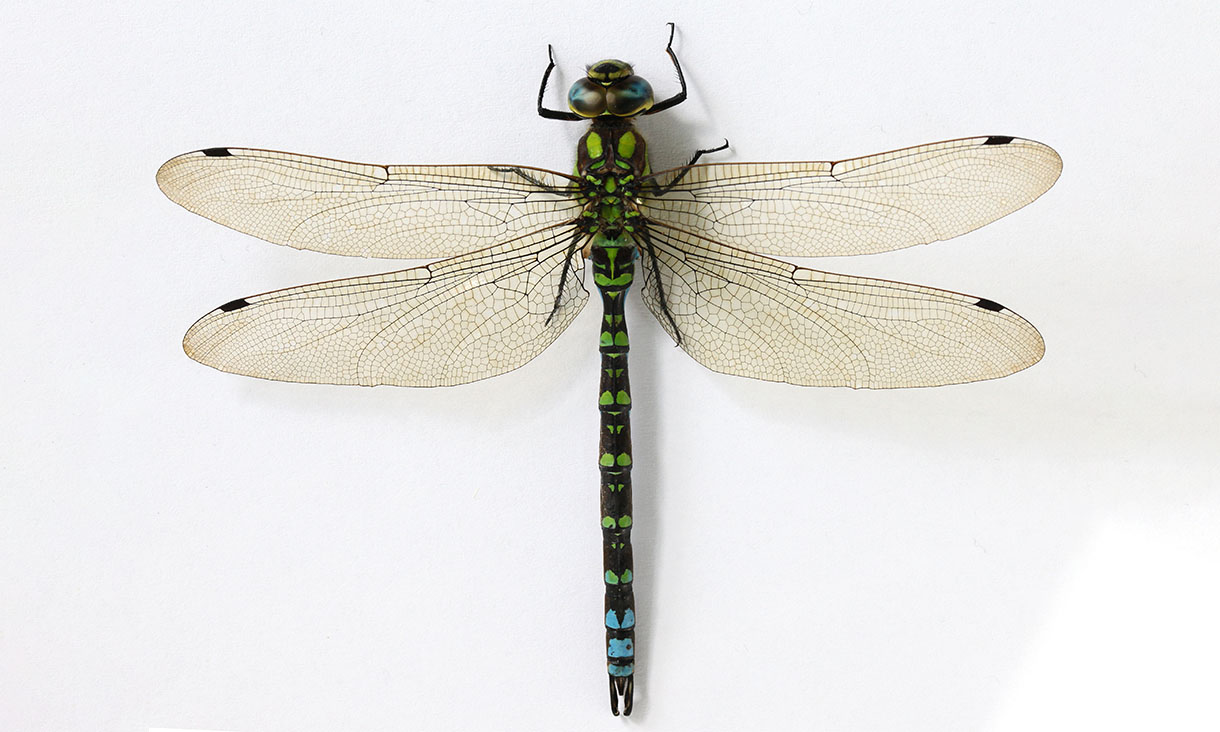 Close-up dragonfly on white background.