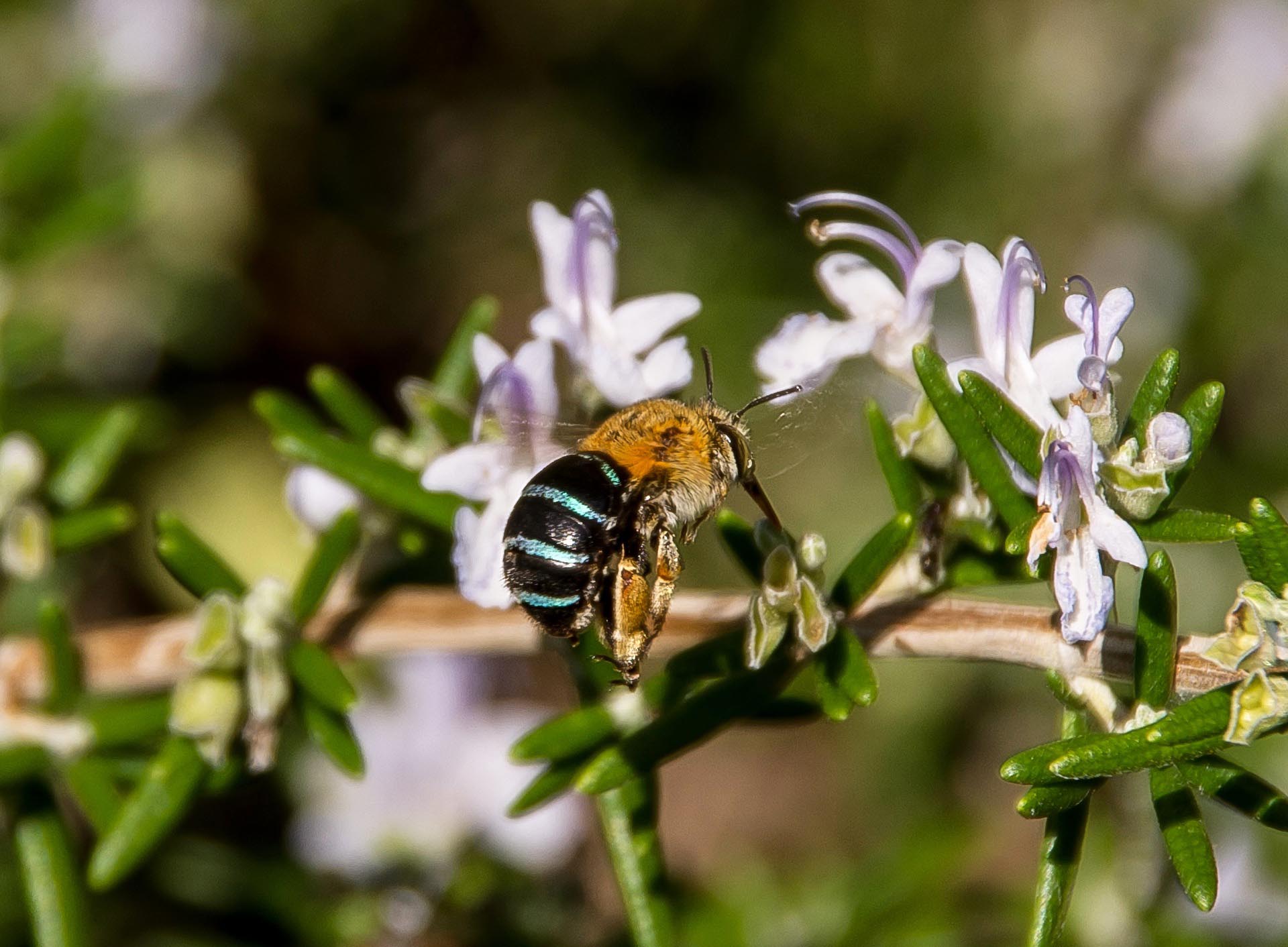 An Australian native Blue Banded Bee