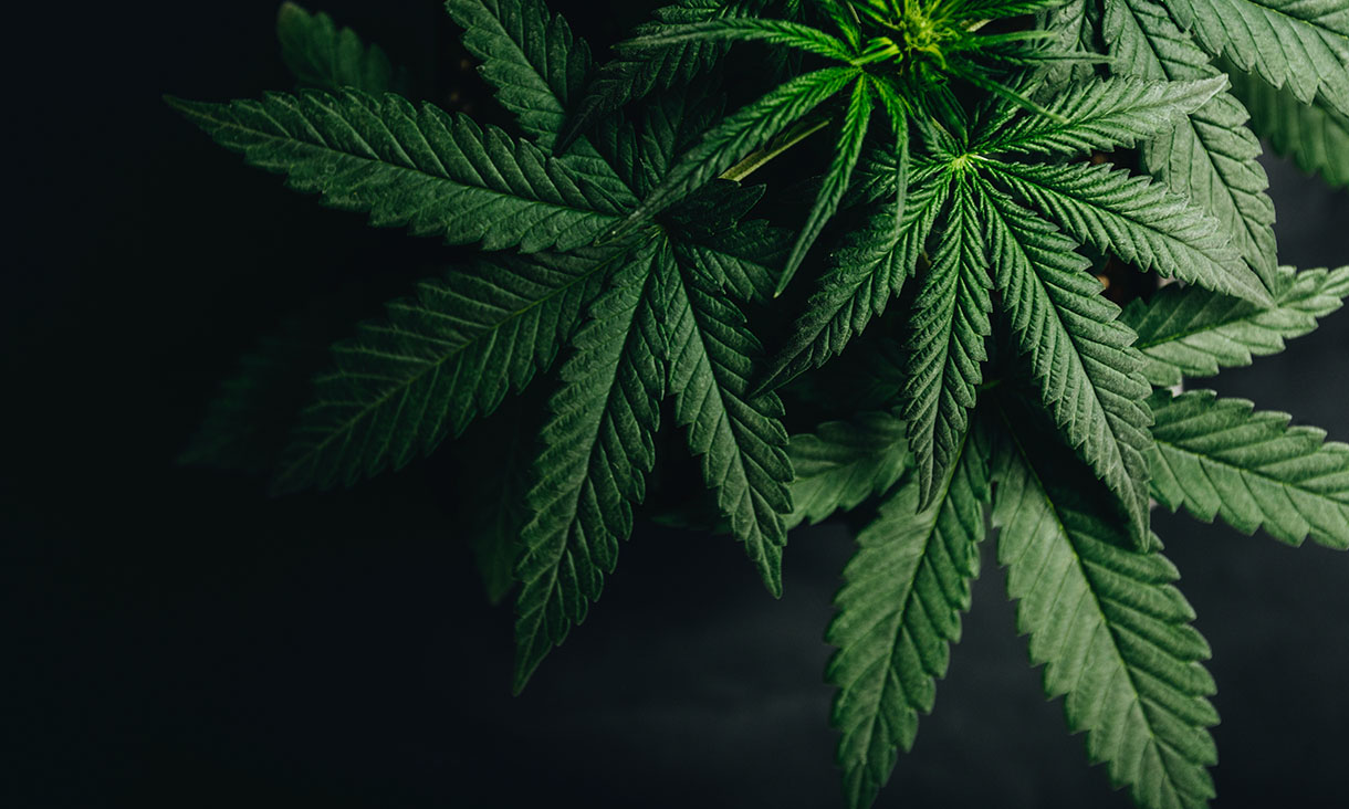 Photo of a marijuana cannabis leaf.