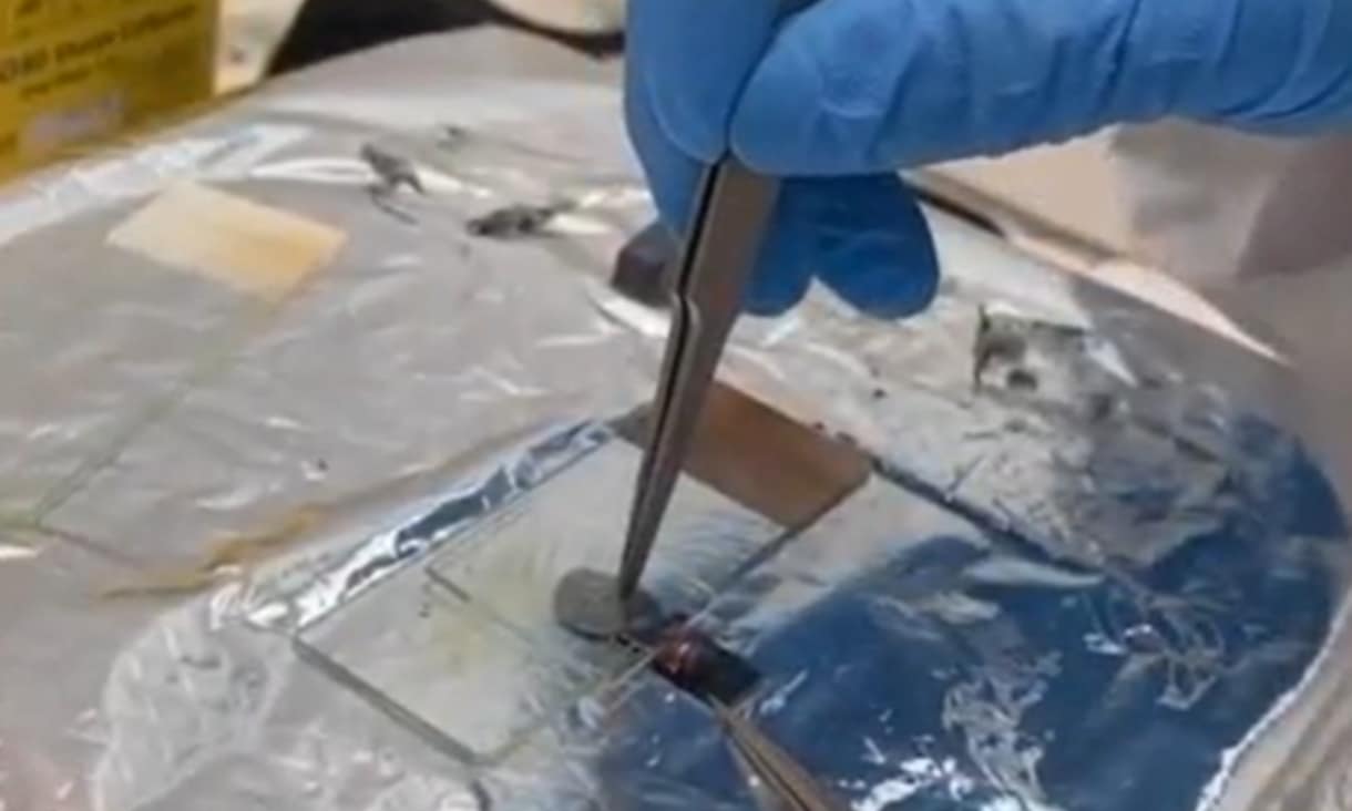 squeezing a dark liquid onto a clear platform using tweezers and blue gloves in a lab