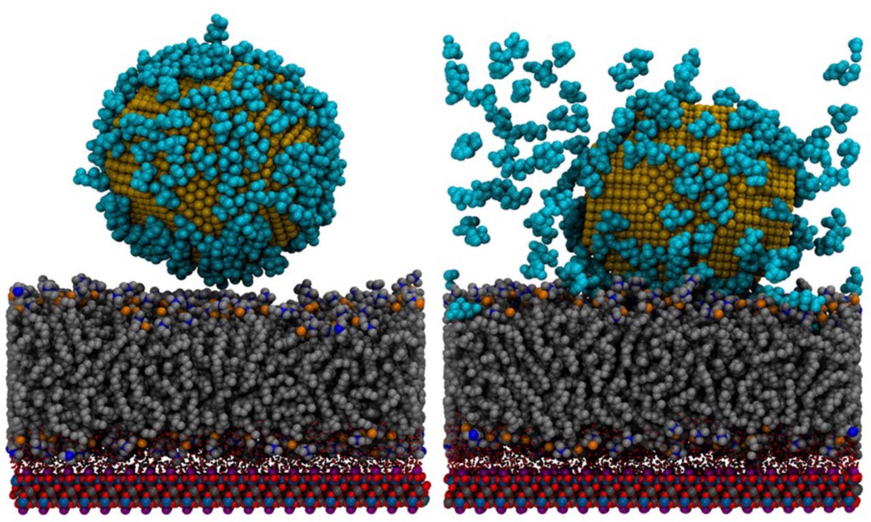 A computer simulation of molecular activity reveals how a therapeutic gold nanoparticle interacts with a synthetic cell membrane. Credit: RMIT University