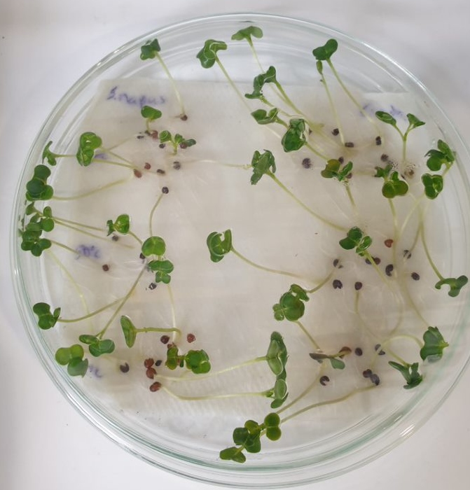 Rapeseed (Brassica napus) germinated within twelve hours. credit: Tien Huynh