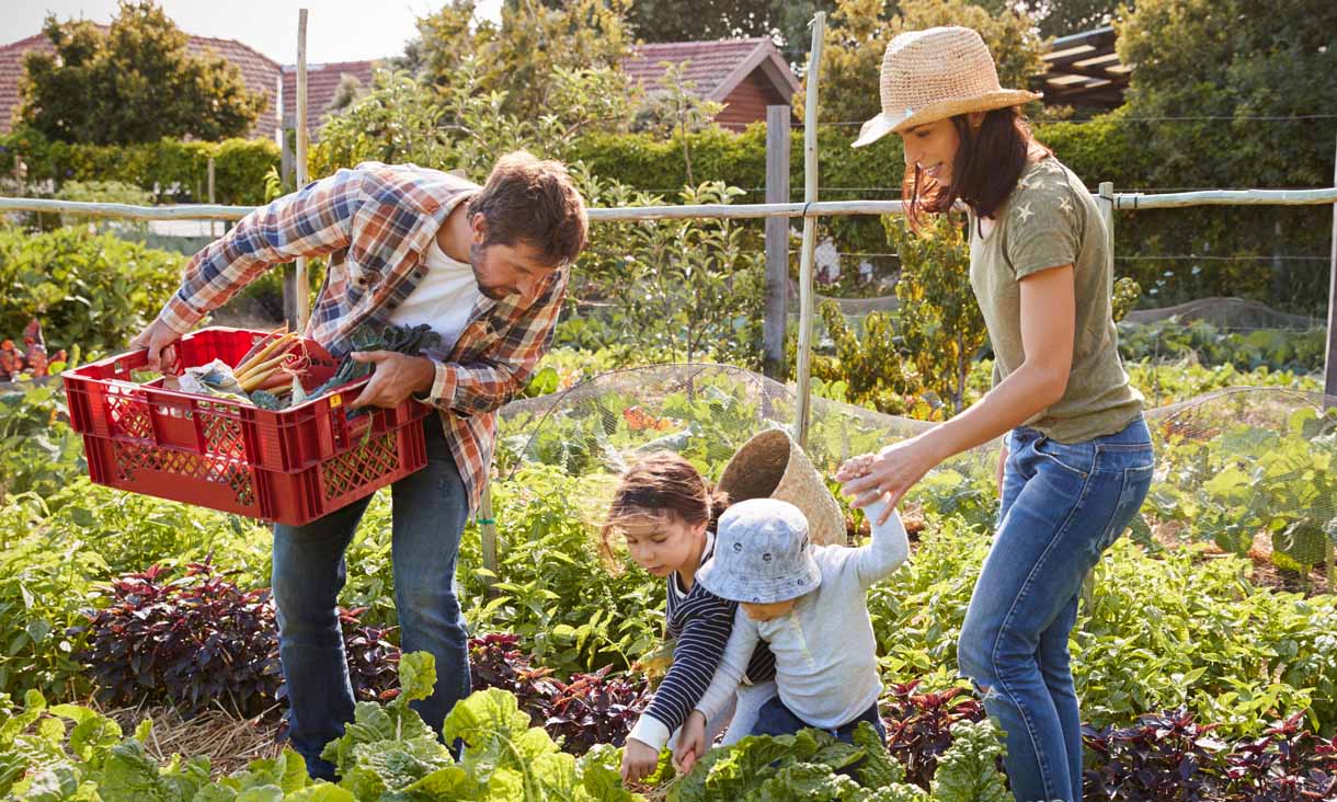 A family of two adults and two children are in a community garden, harvesting vegetables.