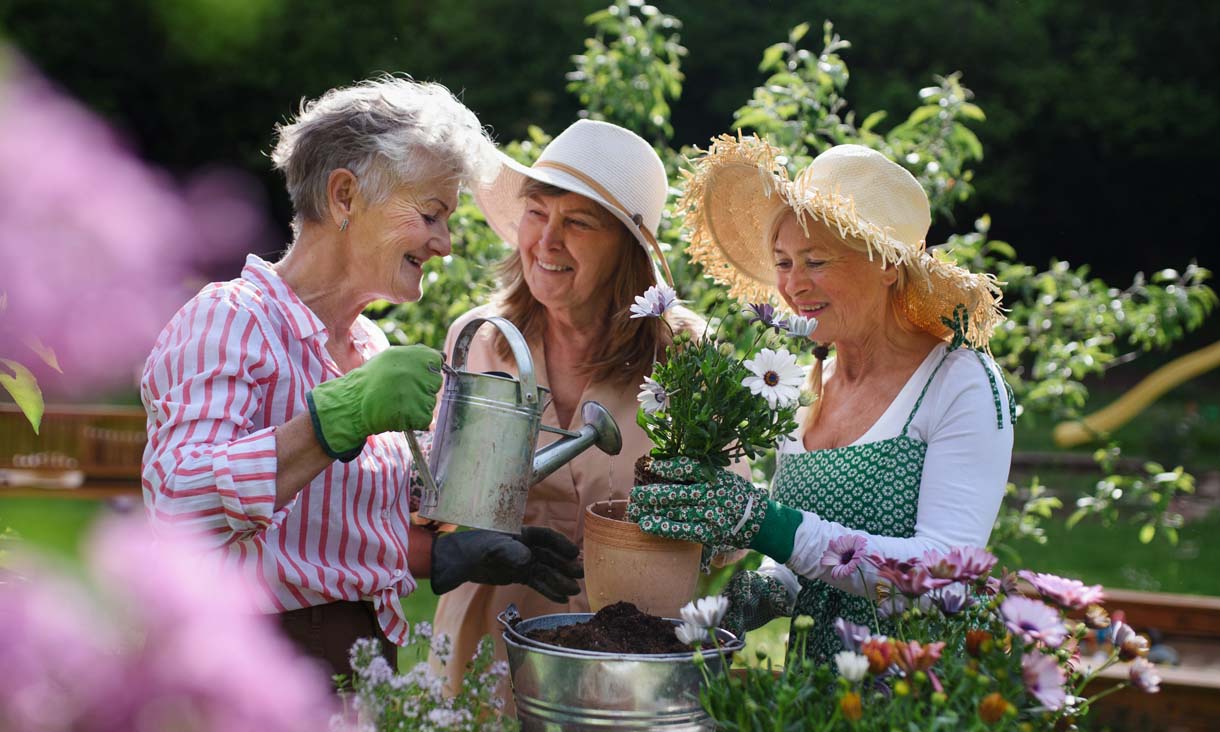 Three retirees are happily repotting flowers in a garden.
