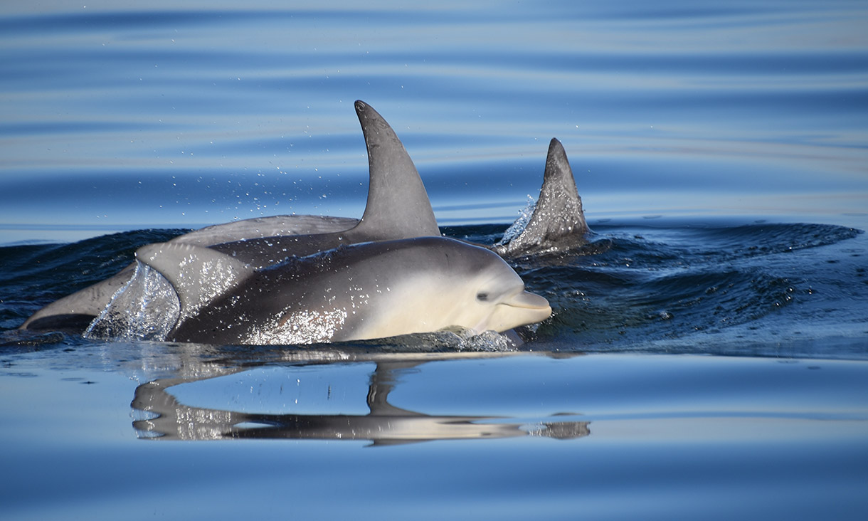 A pod of rare Burrunan dolphins in Victoria. Credit: Marine Mammal Foundation.