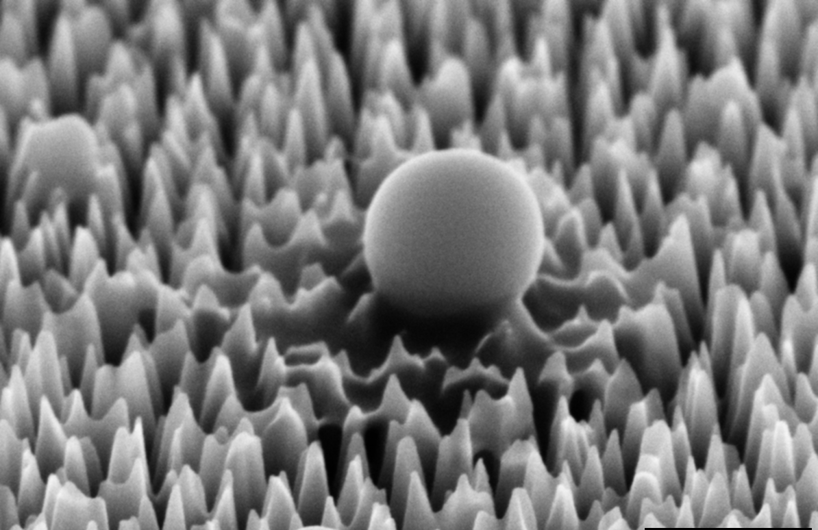 A virus on the nano spiked silicon surface, magnified 65,000 times. After one hour it has already begun to leak material.