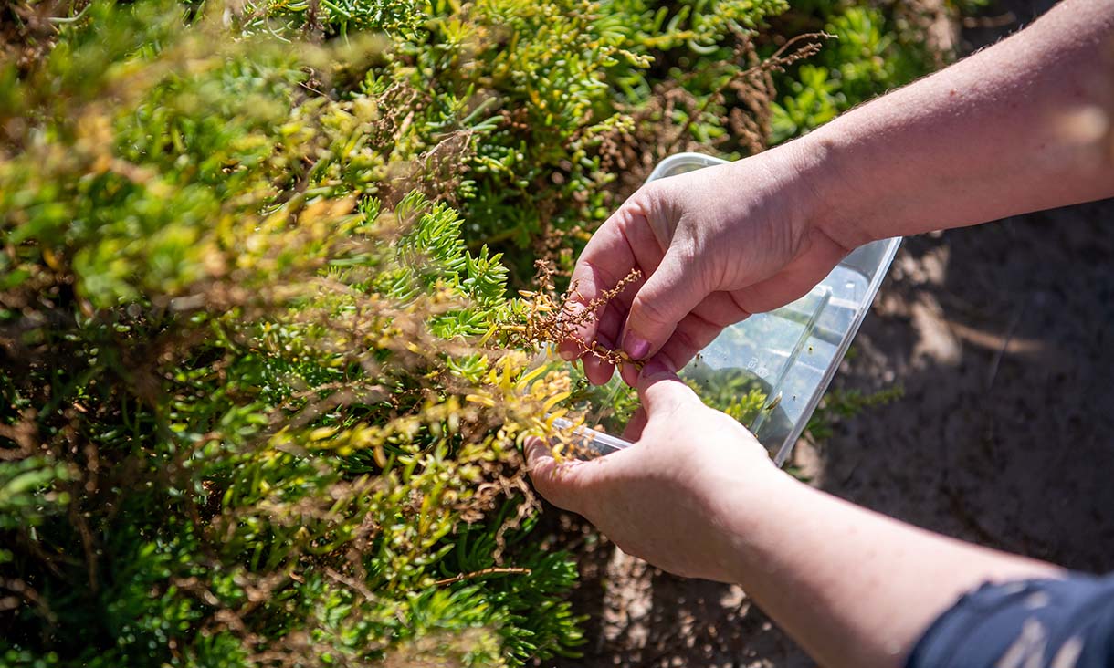 Hands carefully holding plant material above a transparent container, set against a backdrop of lush greenery.