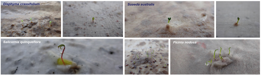 Series of photos showing early stages of plant germination. Disphyma crassifolium has small green shoots; Suaeda australis displays young sprouts emerging from the surface; Salicornia quinqueflora is captured with nascent growth, and Ficinia nodosa has green shoots breaking through the soil.
