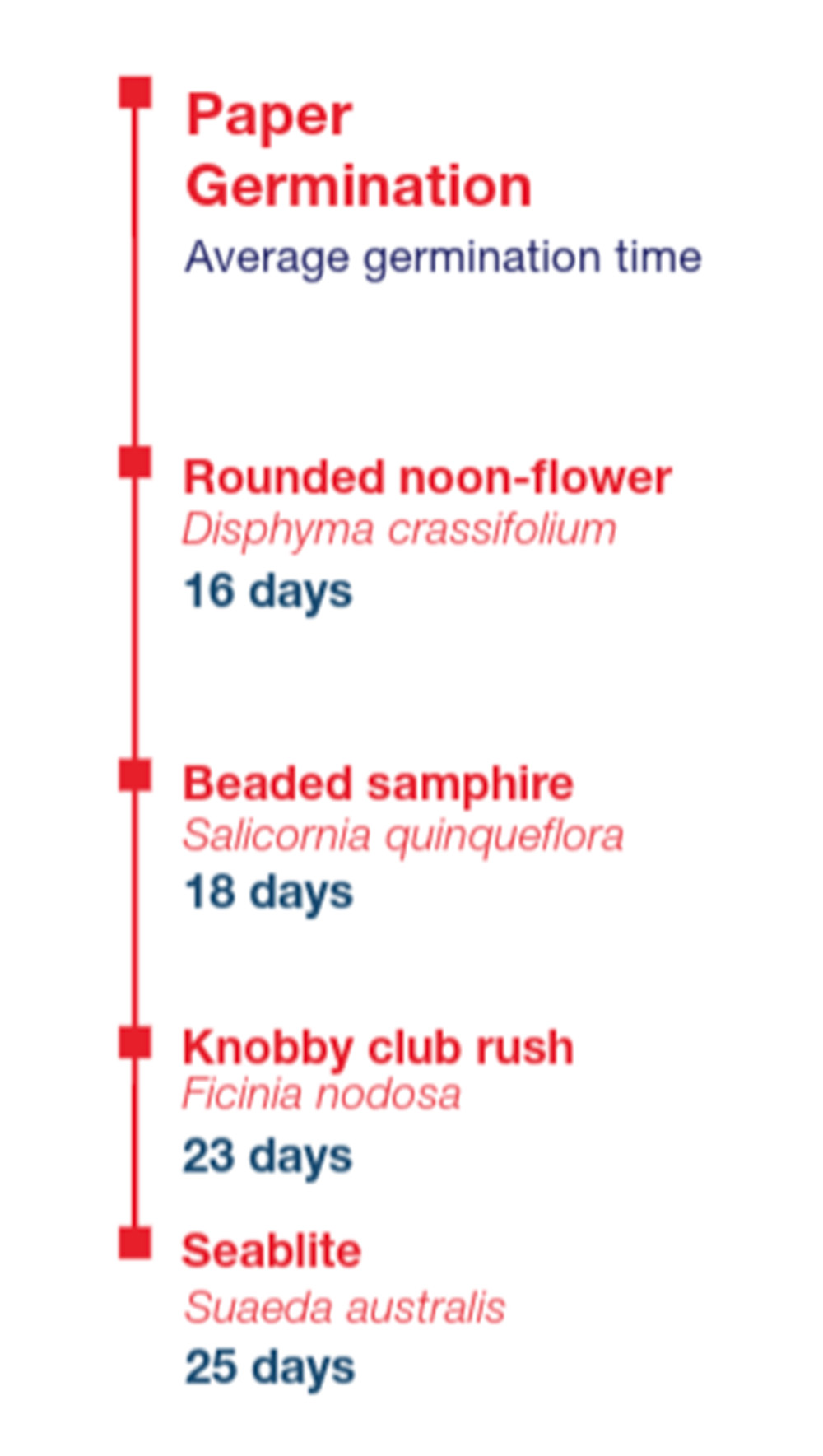 Diagram titled "Paper Germination Average germination time" depicting germination periods. Rounded noon-flower (Disphyma crassifolium) requires 16 days, Beaded samphire (Salicornia quinqueflora) takes 18 days, Knobby club rush (Ficinia nodosa) needs 23 days, and Seablite (Suaeda australis) takes 25 days.
