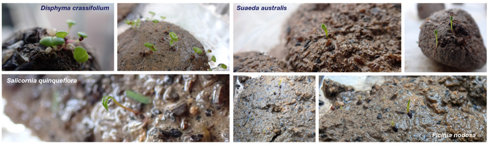 Series of photos depicting germination of several seeds. Disphyma crassifolium is shown sprouting small green shoots; Suaeda australis sprouts are emerging from soil; Salicornia quinqueflora shows developing seedlings, and Ficinia nodosa has tiny shoots emerging from soil.