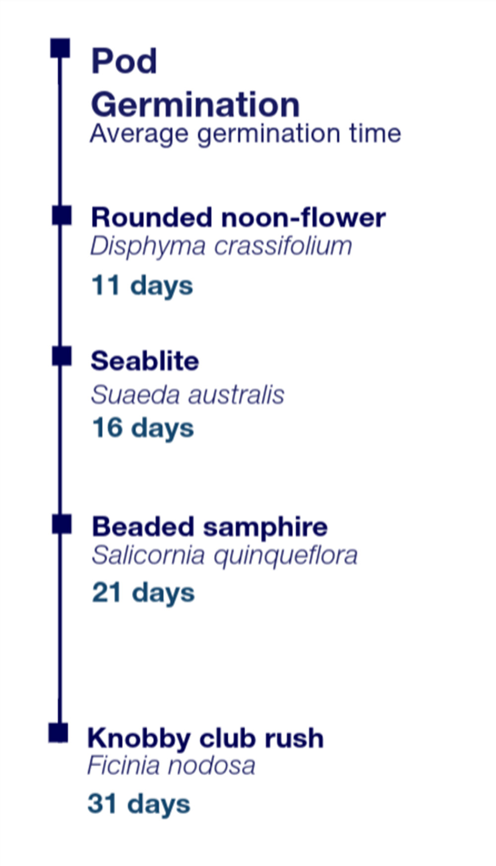Diagram titled "Pod Germination Average germination time" showing germination periods for various plants. Rounded noon-flower (Disphyma crassifolium) takes 11 days, Seablite (Suaeda australis) takes 16 days, Beaded samphire (Salicornia quinqueflora) takes 21 days, and Knobby club rush (Ficinia nodosa) takes 31 days.