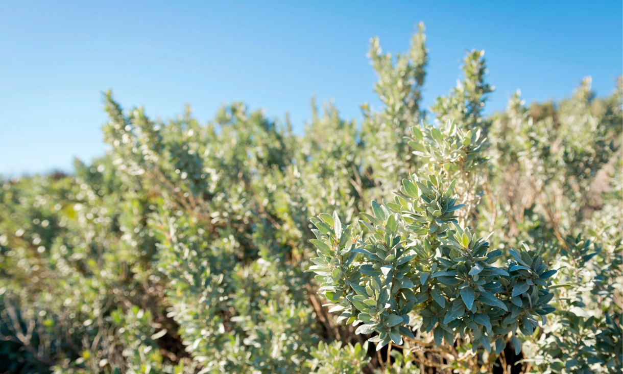 Saltbush (Atriplex nummularia) grows across arid and semi-arid regions of Australia.
