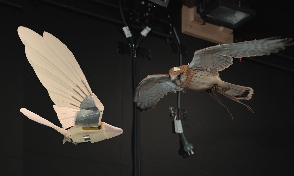 Photo of a real and robotic kestrel in a wind tunnel.