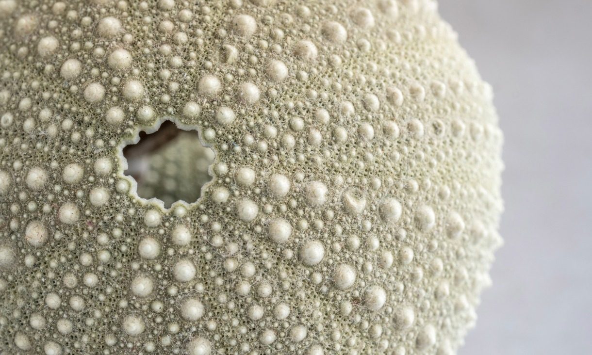 A detailed macro image of a pale sea urchin shell, highlighting its circular opening and the textured surface made up of raised bumps and very fine spikes that form its natural pattern.