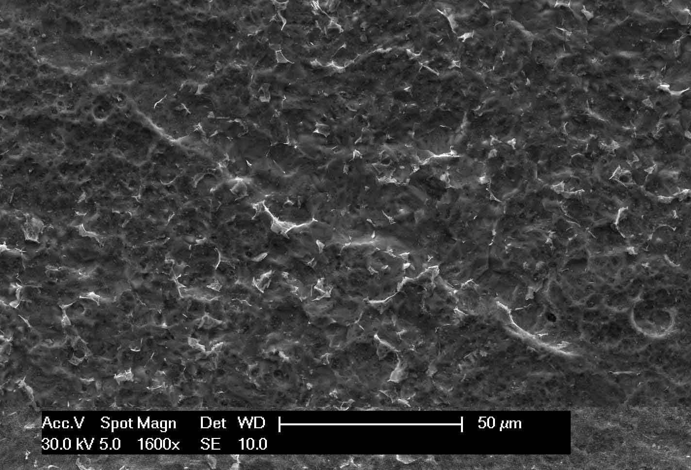 Figure 1: SEM micrograph of HA1 steel after 5.5 h exposure in a semi-solid agar medium