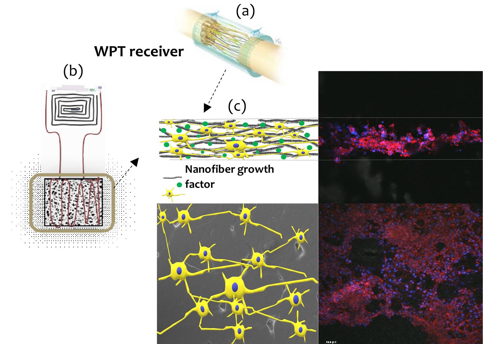 Figure 1: (a) Illustration of nerve conduit, (b) illustration of proposed electroconductive nerve conduit with WPT, and (c) resulting patterns & images of nerve cell growth.