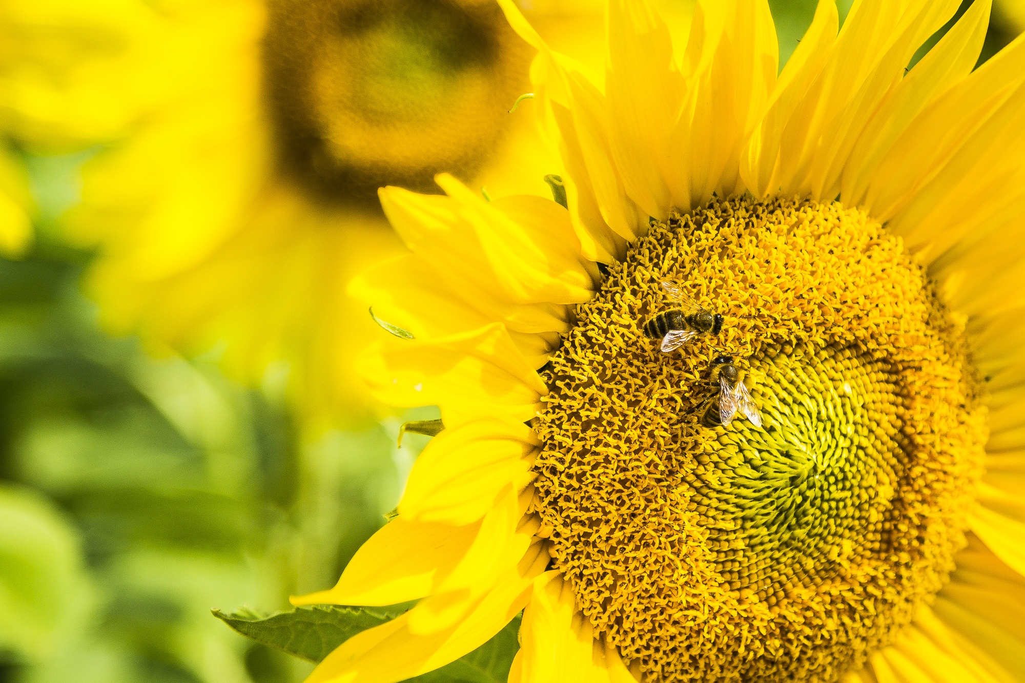 https://www.rmit.edu.au/news/all-news/2019/feb/bees-brains-maths